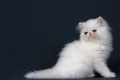 波斯猫图片 世界上爱猫者最喜欢的纯种猫之一