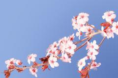 日本樱花图片 喜爱樱花的你也是“樱前线”的追逐者吗？
