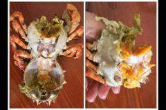 这种长相奇特 难得一见的螃蟹你吃过吗 在海蟹中肉质最