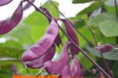 紫扁豆的功效与作用